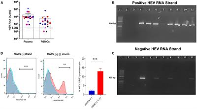 Hepatitis E Virus Persistence and/or Replication in the Peripheral Blood Mononuclear Cells of Acute HEV-Infected Patients